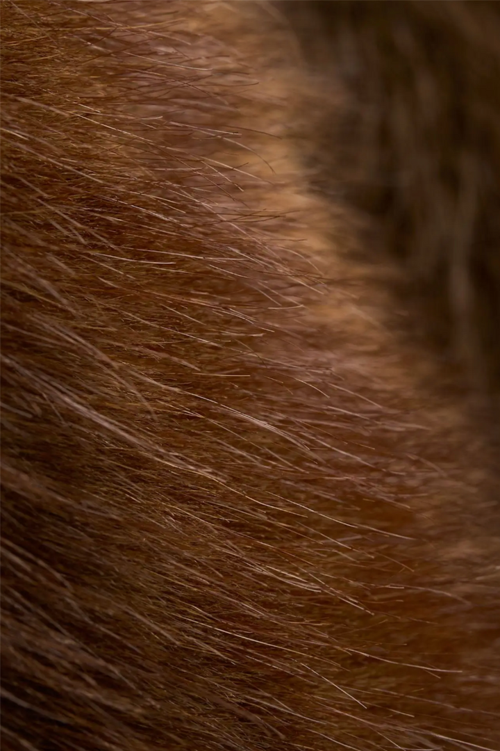 Posh Coat Brown